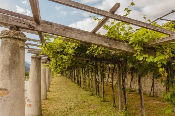 pylons, stone and lime columns and chestnut poles support the pergola of rows of grapes