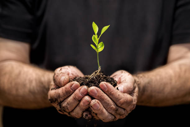 Young plant on soil in a hand of an farmer. stock photo