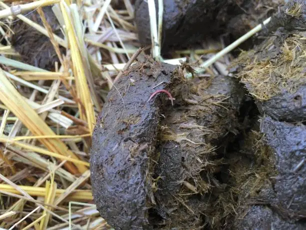 red Parasite in horse poo