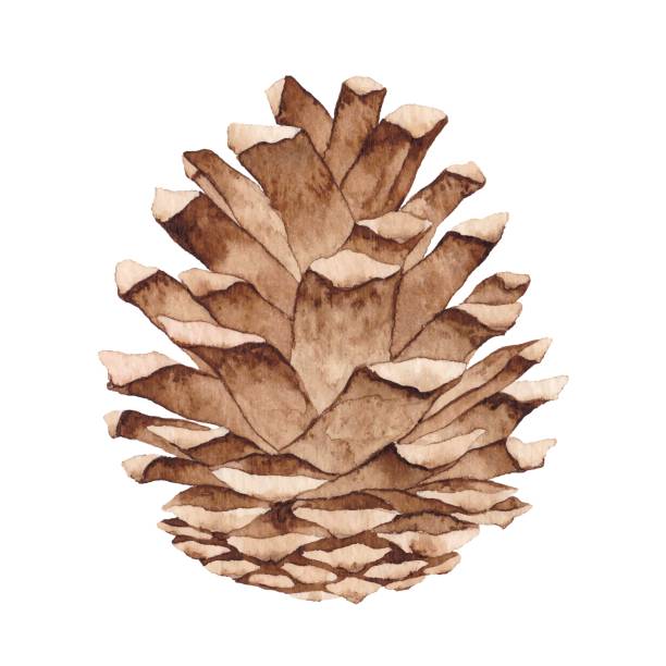 수채화 소나무 콘 - brown pine cone seed plant stock illustrations