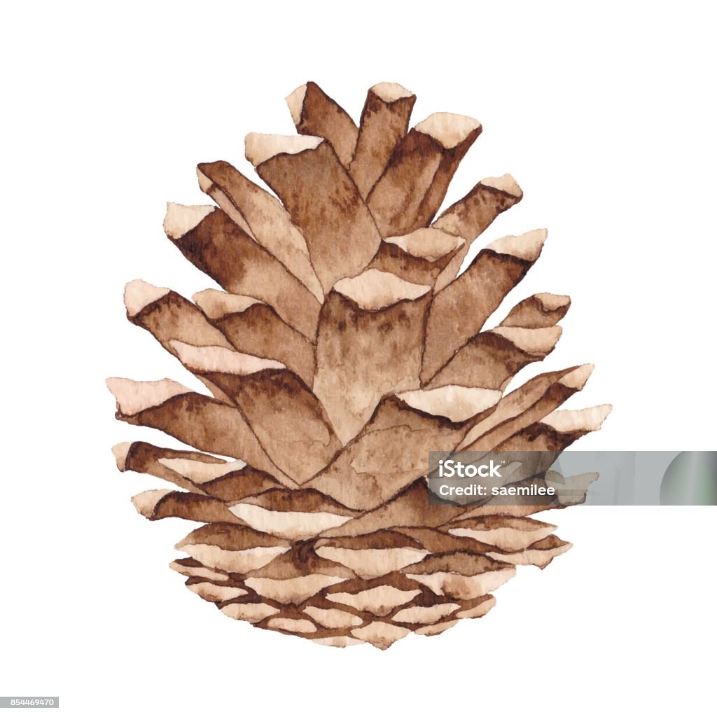 Watercolor Pine Cone Vector illustration of watercolor painting. Watercolor Painting stock vector