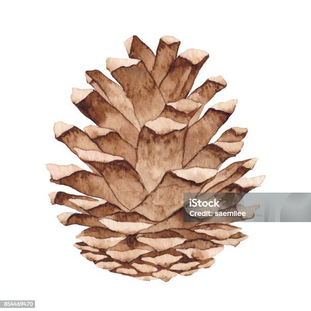 Watercolor Pine Cone Stock Illustration - Download Image Now - Watercolor Painting, Pine Cone, Christmas