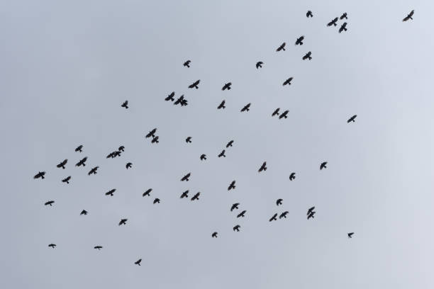 istock The black birds in flight in sky 854472640