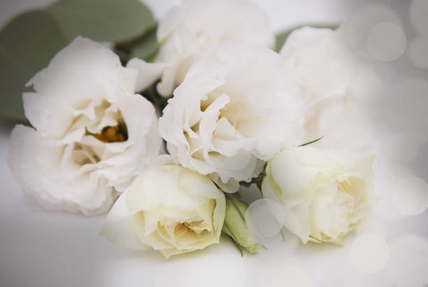 istock Beautiful eustoma flowers isolated on white background 854472662