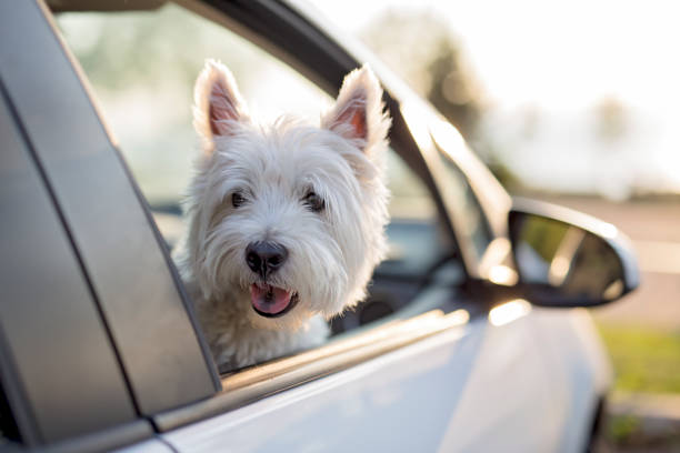 A west highland white terrier a very good looking dog