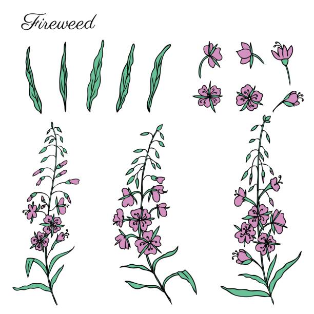 Fireweed Simple Drawing 310+ Fireweed Flowers Drawing Stock Illustrations, Royalty-Free Vector ...