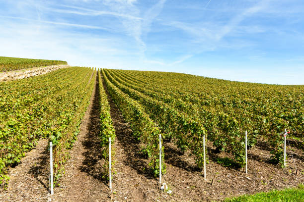Aerial view of vineyards of Burgundy