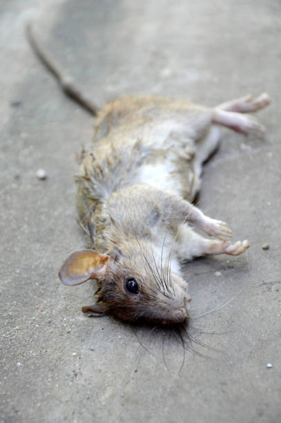 istock Dead Rat Lying on the Cement Floor 854489198