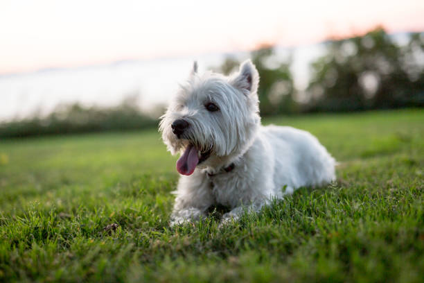 istock west highland white terrier a very good looking dog 854489710