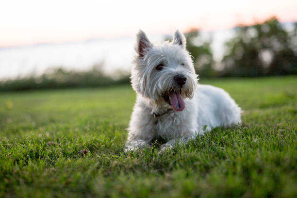 istock west highland white terrier a very good looking dog 854489764