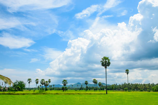 istock Beautiful countryside landscape and rice fields with cloudy and blue sky 854489898
