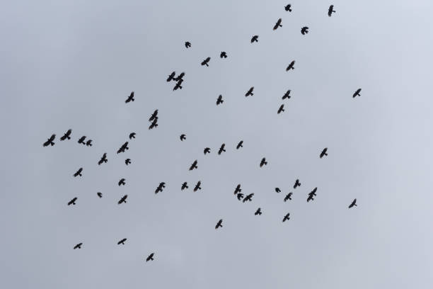 istock The black birds in flight in sky 854494876