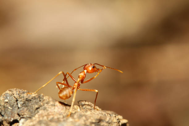 istock close up red ant on wood 854494990