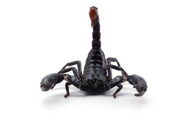 istock Black scorpion isolated on white background 854503088