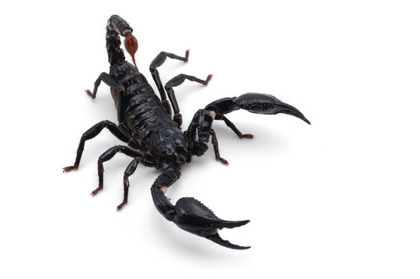 istock Black scorpion isolated on white background 854503090