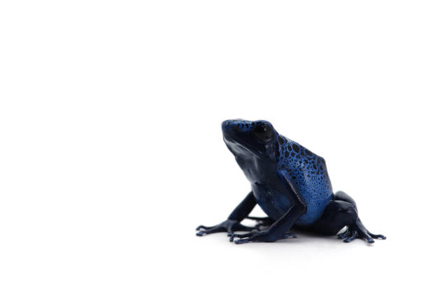 istock blue dart frog isolated on white background 854503126