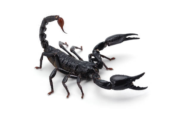 istock Black scorpion isolated on white background 854503130