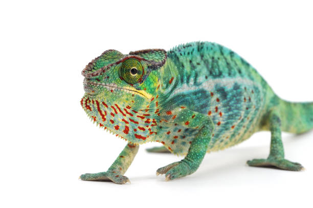 istock Panther chameleon isolated on white background 854503198