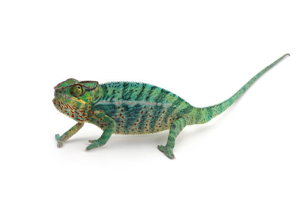 istock Panther chameleon isolated on white background 854503200