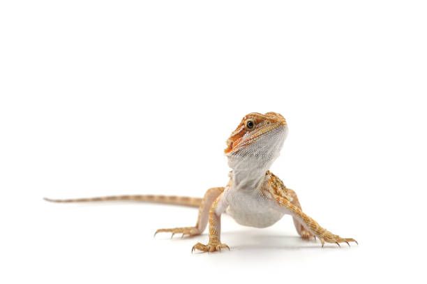 istock Bearded Dragon isolated on white background 854503208