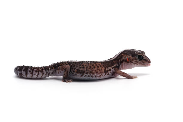 african fat tail gecko isolated on white background