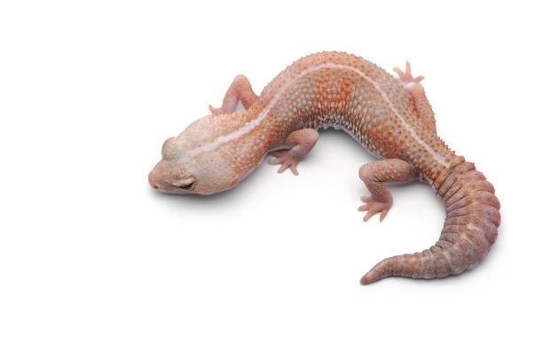 istock african fat tail gecko isolated on white background 854503308