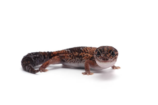 istock african fat tail gecko isolated on white background 854503340