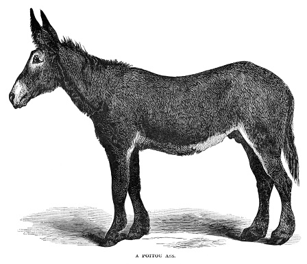 Woodcut of Poitou ass or Poitou donkey. Cyclopedia of Livestock, Periam and Baker 1882.