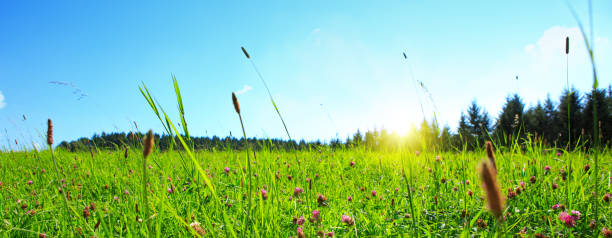 istock Clover flowers field and sunlight 854511360