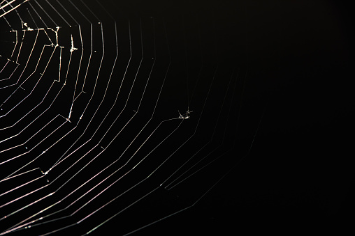 preys on spider web