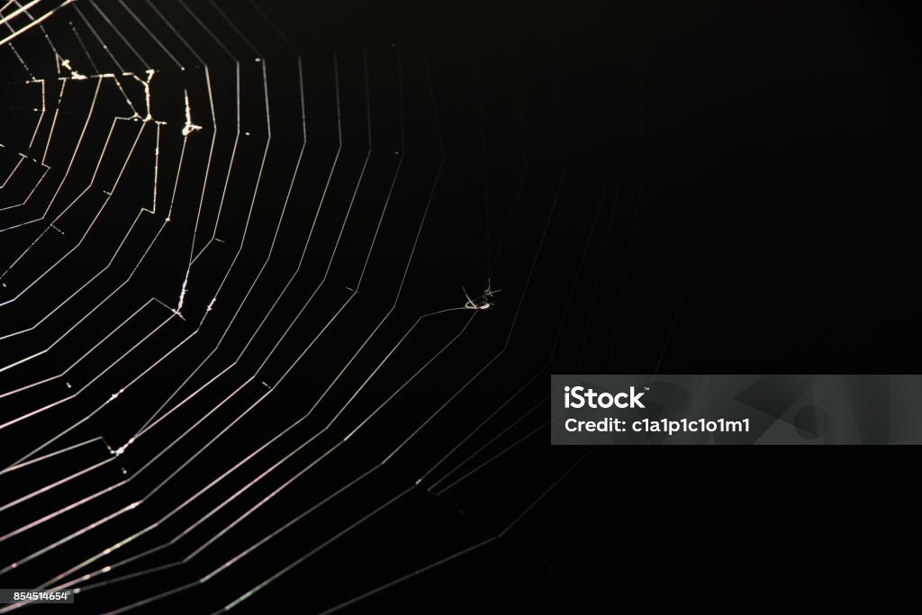 preys on spider web Spider Web Stock Photo