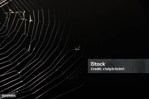 Preys On Spider Web Stock Photo - Download Image Now - Spider Web, Animal, Animal Wildlife