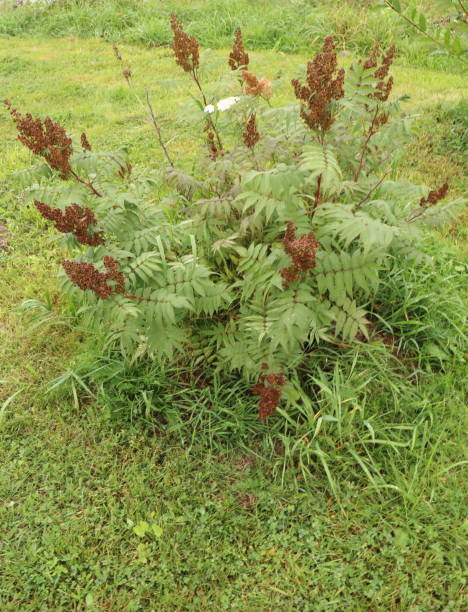 istock ornamental plants on the river bank 854515144