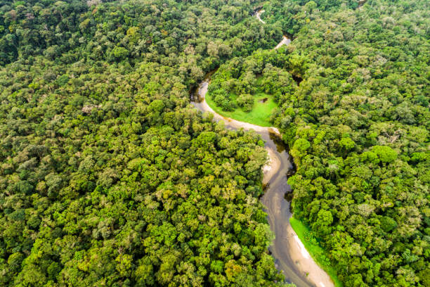 Aerial View of Amazon Rainforest, South America Aerial View of Amazon Rainforest, South America iquitos photos stock pictures, royalty-free photos & images