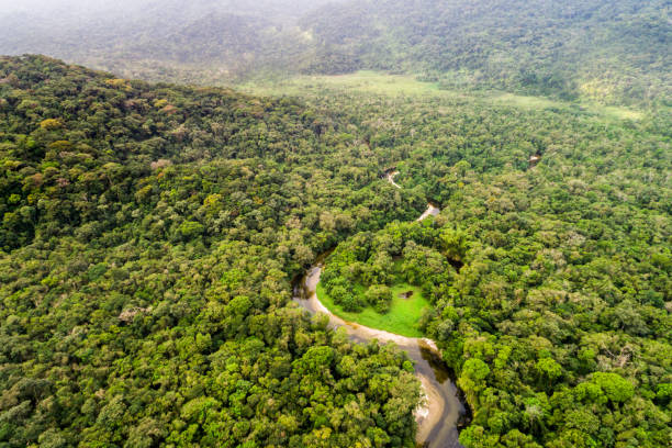 vista aerea della foresta pluviale amazzonica, sud america - iquitos foto e immagini stock
