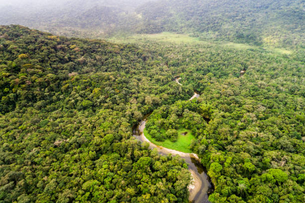 Aerial View of Amazon Rainforest, South America
