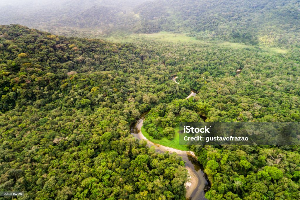 Aerial View of Amazon Rainforest, South America Forest Stock Photo