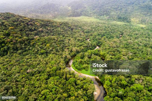 Aerial View Of Amazon Rainforest South America Stock Photo - Download Image Now - Forest, Rainforest, Colombia