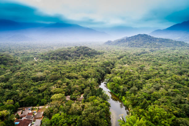 vista aerea della foresta pluviale amazzonica, sud america - tropical rainforest rainforest costa rica tree area foto e immagini stock