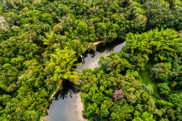 istock Aerial View of Amazon Rainforest, South America 854516230