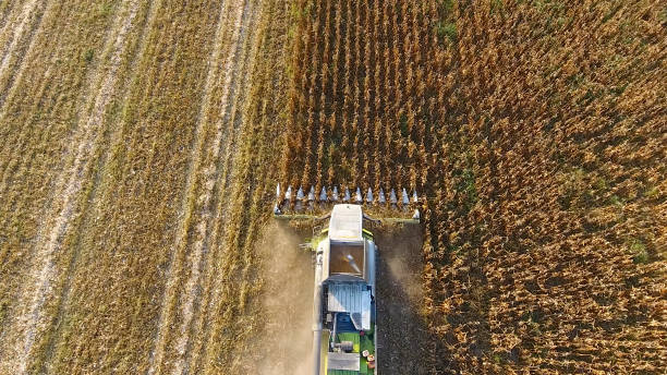 istock Harvester harvests corn. Collect corn cobs with the help of a combine harvester. Ripe corn on the field. 854518248