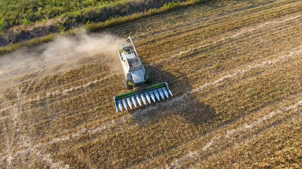 istock Harvester harvests corn. Collect corn cobs with the help of a combine harvester. Ripe corn on the field. 854518270