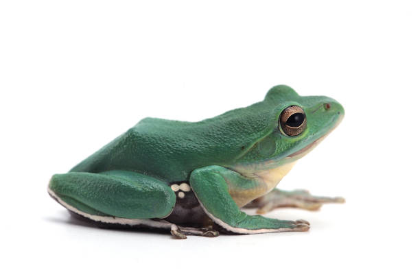istock Giant flying frog isolated on white background 854524334