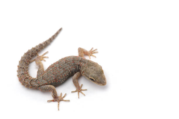 istock Kotschy's gecko isolated on white background 854524390