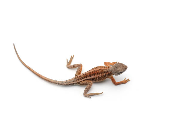 istock Malagasy terrestrial iguanian collared lizard isolated on white background 854524434