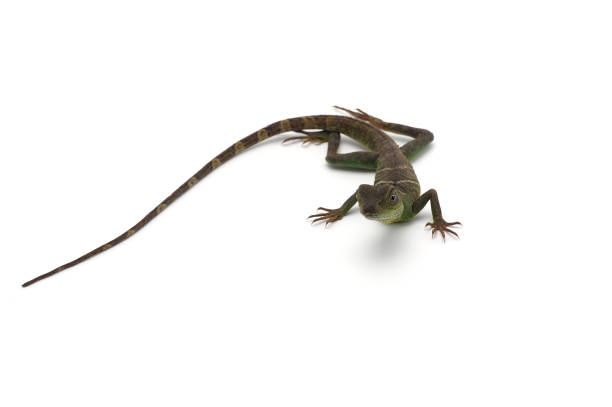 istock Chinese Water Dragon isolated on white background 854524460