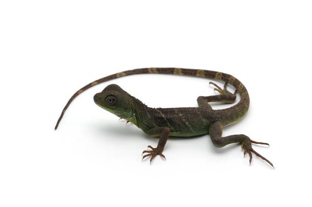 istock Chinese Water Dragon isolated on white background 854524488
