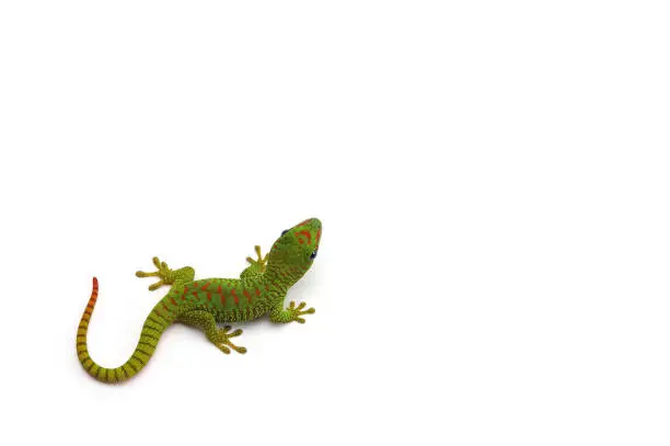 Madagascar gecko isolated on white background