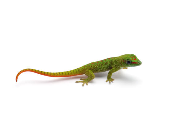 istock Madagascar gecko isolated on white background 854524538