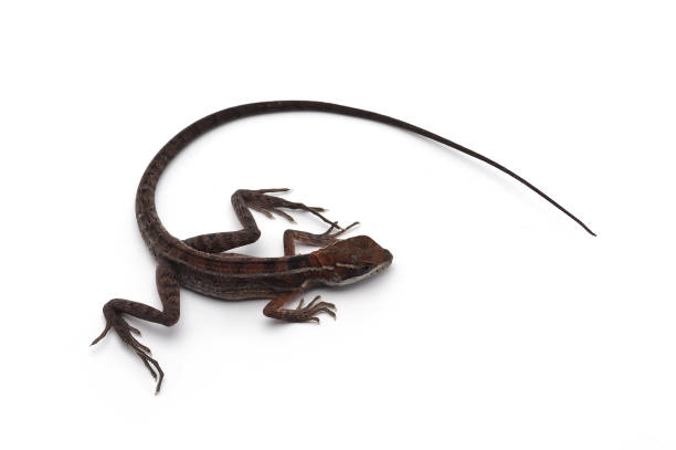 The Brown Striped Basilisk isolated on white background